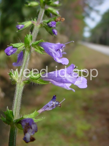 sage, lyreleaf
